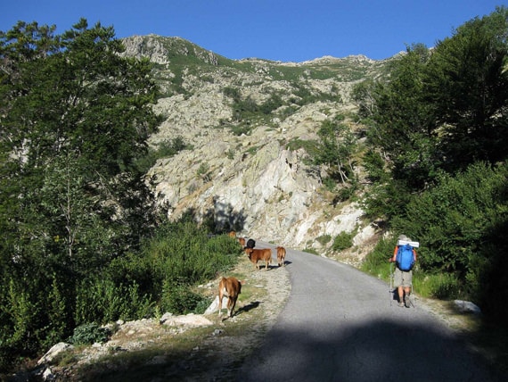 Rondreis-GR20-Zuid-op-Corsica-met-koeien-op-de-weg