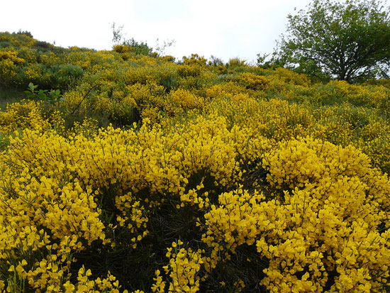 Brem-Corsica