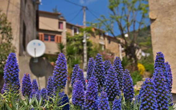 Casaglione-planten