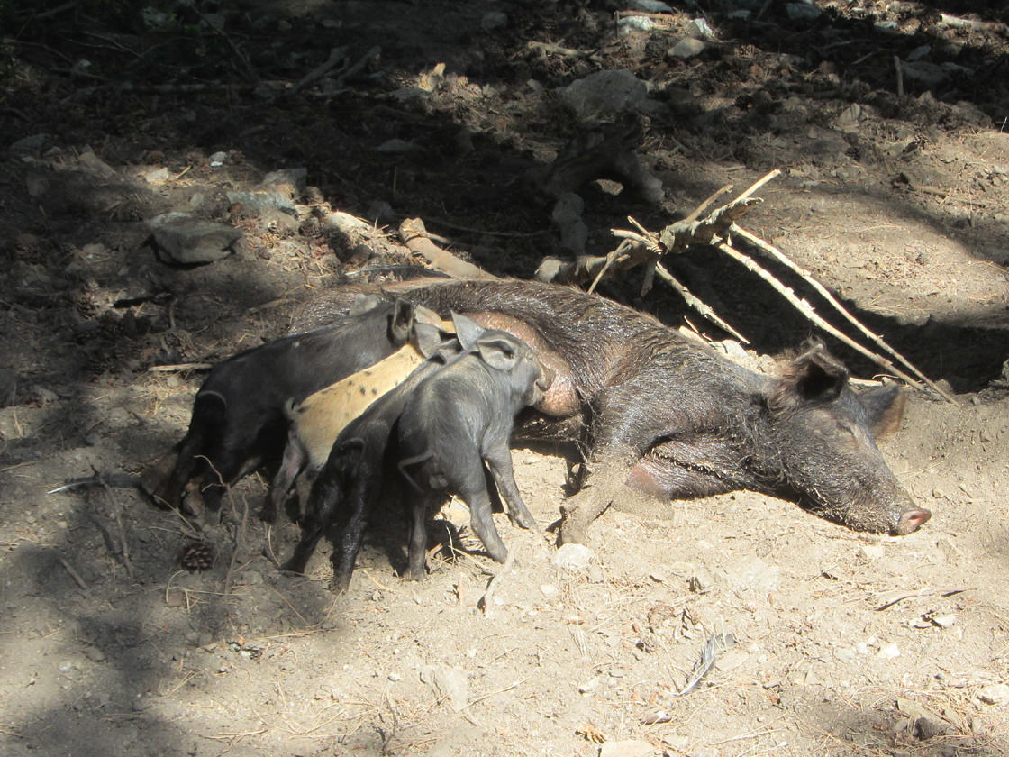 Wilde varkens op Corsica