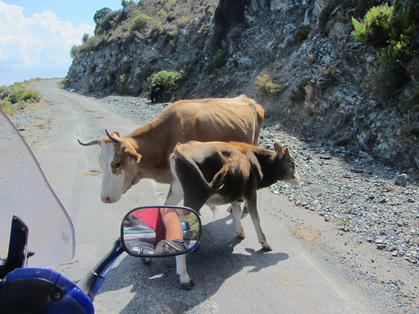 Koeien op de weg op Corsica