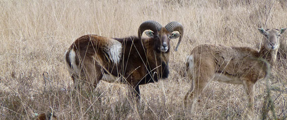 Dieren-op-Corsica-Moeflon