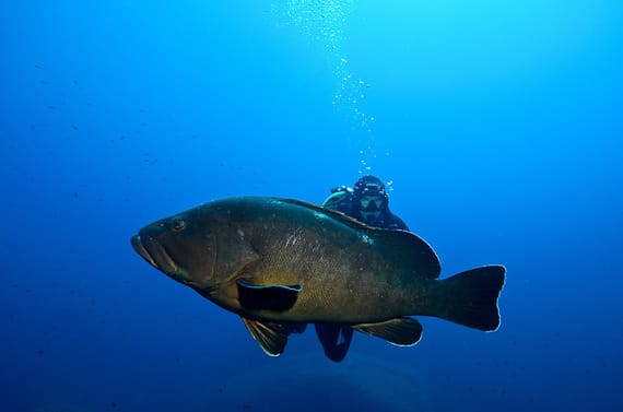 Duiker-bij-Parc-Marin-bij-Bonifacio