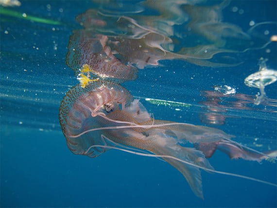 Fauna-op-Corsica-tijdens-het-duiken