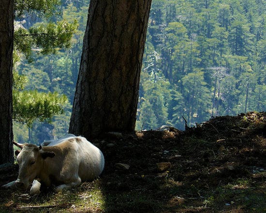 Foret-d-Aitone-Corsica-uitzicht-met-koe