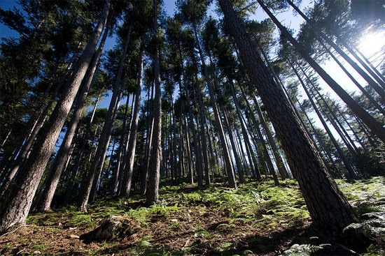 Foret-d-Aitone-Corsica-zonlicht