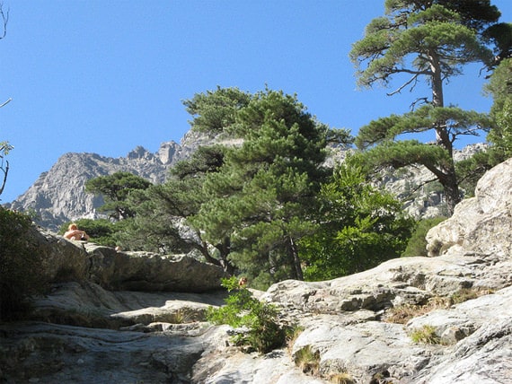 Foret-de-Vizzavona-bomen-en-berg