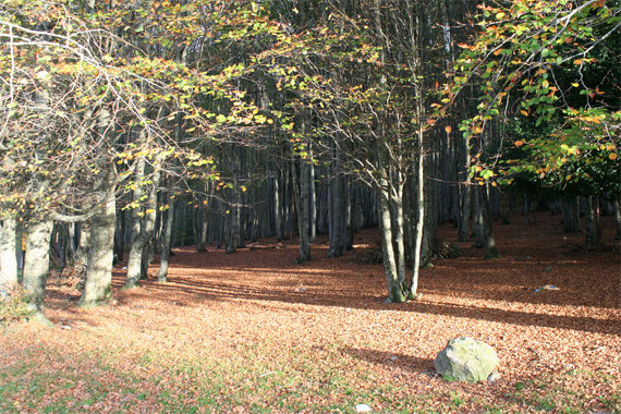 Foret-de-Vizzavona-bomen