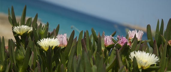 Gezellige-activiteiten-op-Corsica-deel-2-de-lente