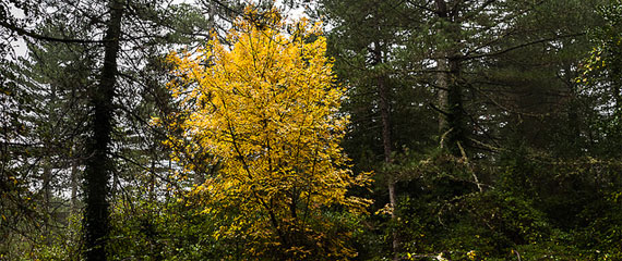 Gezellige-activiteiten-op-Corsica-deel-4-de-herfst