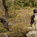 Kamperen-met-je-hond-op-Corsica-kan-dat