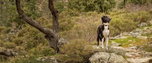 Kamperen-met-je-hond-op-Corsica-kan-dat