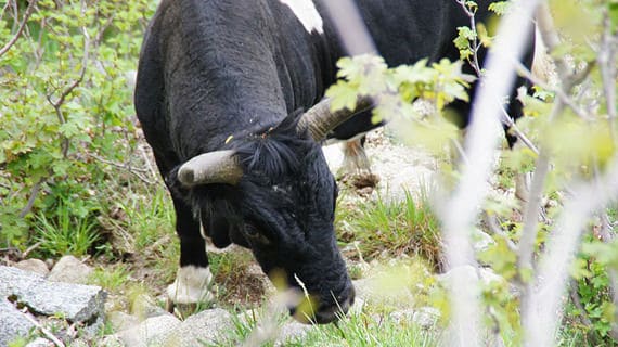 Koe-in-de-bergen-van-Corsica