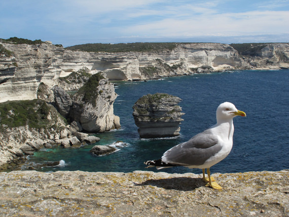 Meeuw-bij-Parc-Marin-bij-Bonifacio