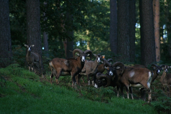 Moeflons-in-het-bos