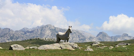 Paardrijden-op-Corsica