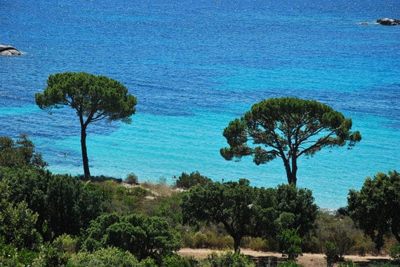 Palombaggia-bomen-en-zee