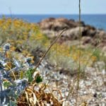 Parc-naturel-regional-de-Corse-Corsica