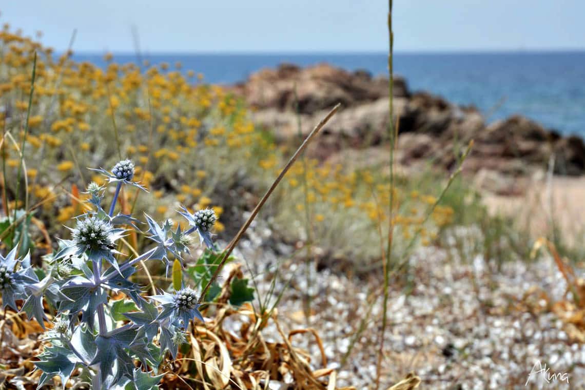 Parc-naturel-regional-de-Corse-Corsica