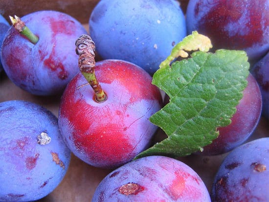 Pruimen-fruit-op-Corsica