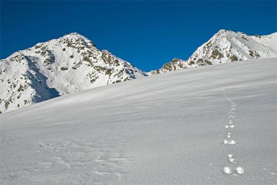 Sneeuw-en-loopspoor-bergen-Corsica