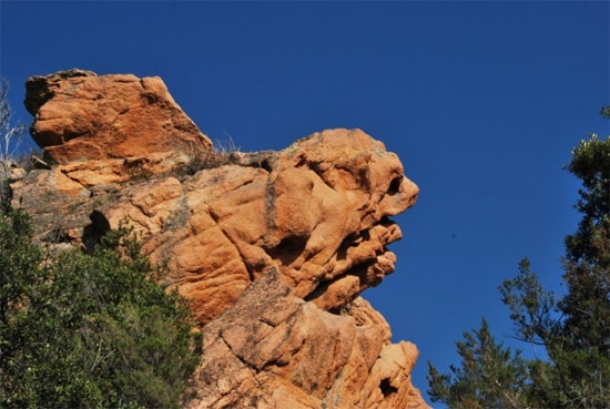 Tortue-schildpad-in-Calanques-de-Piana